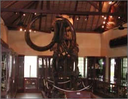 Mammoth skeleton on show in museum
