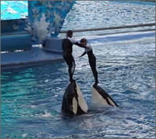Shamu show