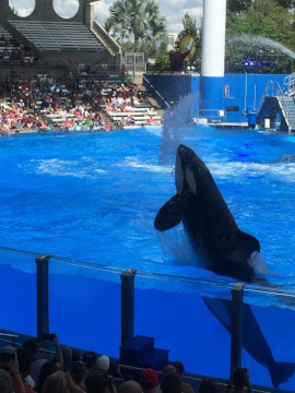 Photo of the Shamu show