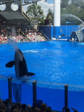 Photo of the Shamu show